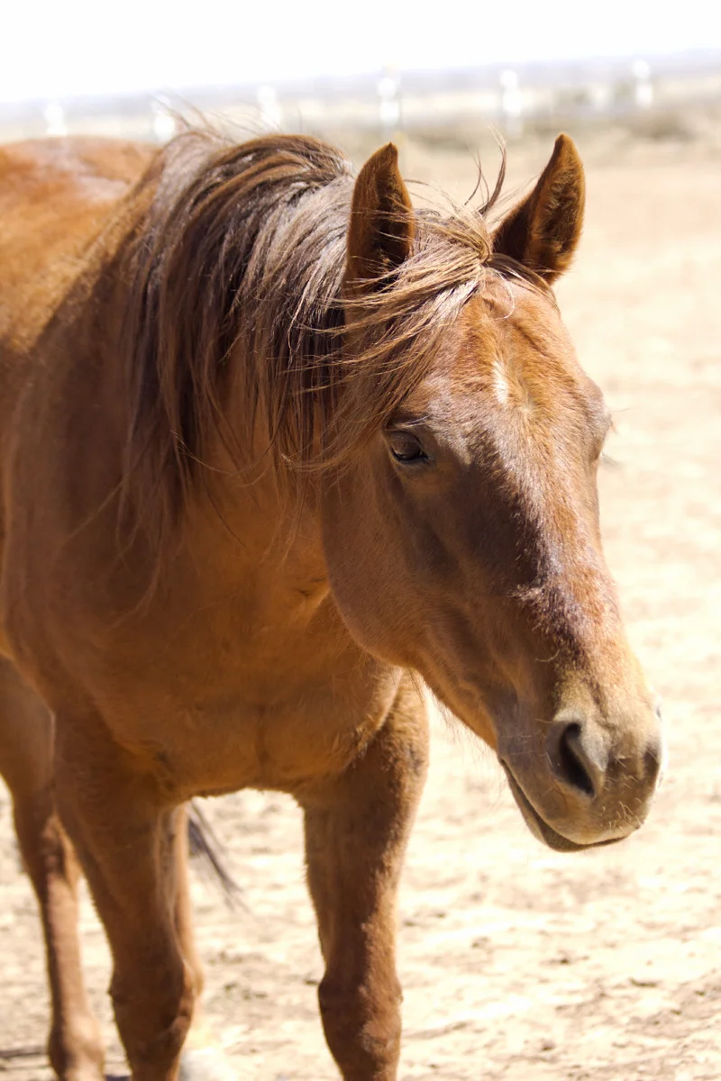 Heidi — New Mexico Horse Rescue